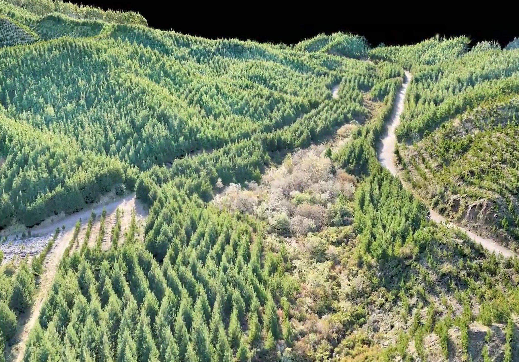 TreeTools LiDAR Analysis Using SilvaCloud for Forest Inventory